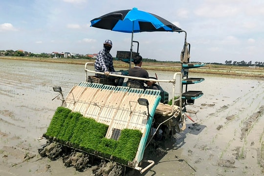 Hải Dương phấn đấu gieo cấy xong vụ mùa trước ngày 20.7