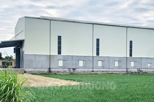 Công ty CP Cá giống Kinh Môn bị thu hồi hơn 3,1 ha đất 