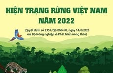 [Đồ họa] Tổng quan về hiện trạng rừng Việt Nam năm 2022