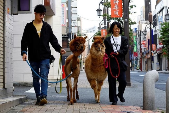 Người dân Tokyo thích thú trải nghiệm dịch vụ chơi với lạc đà trên phố
