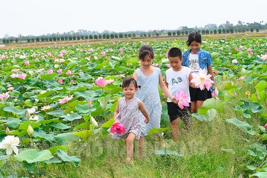 Cánh đồng sen - địa điểm check in mới cạnh Đảo Cò