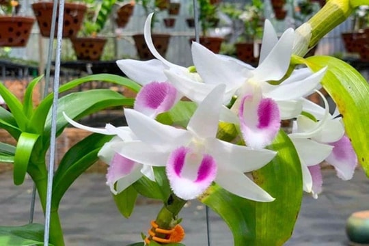 Những loại hoa gây "sốt" một thời giờ rớt giá thê thảm