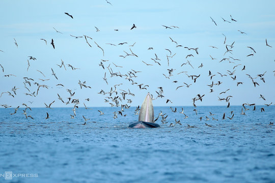 [Photos] Vung Boi Beach: Uncovering the whereabouts of whales