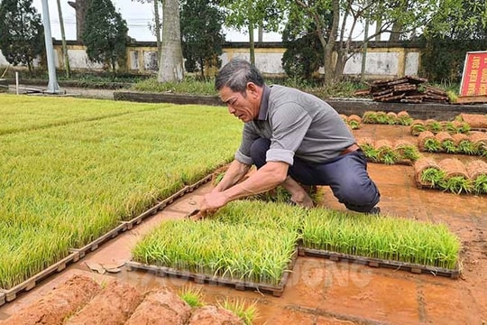 Hỗ trợ 78 mô hình mạ khay cấy máy