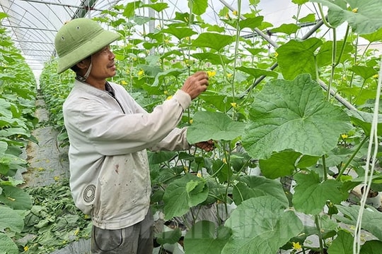 Bình Giang có thêm 2 mô hình nhà màng, nhà lưới