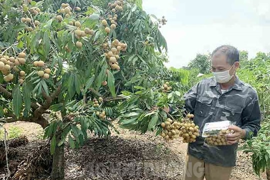 Nhãn sớm Chí Linh tiêu thụ thuận lợi