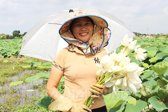 Thu lãi cao nhờ biến ruộng hoang thành đầm sen 