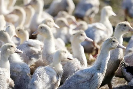 Giới khoa học tìm ra "chìa khóa" gien ngăn virus cúm gia cầm lây sang người