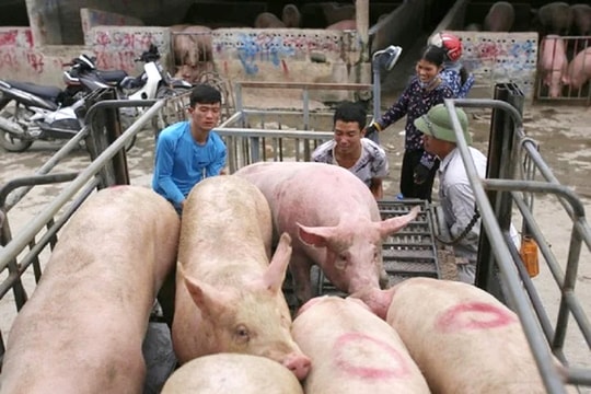 Giá lợn hơi tăng cao nhất trong vòng 1 năm