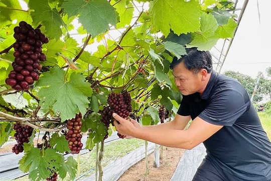Nho hạ đen trên đất Hải Dương 
