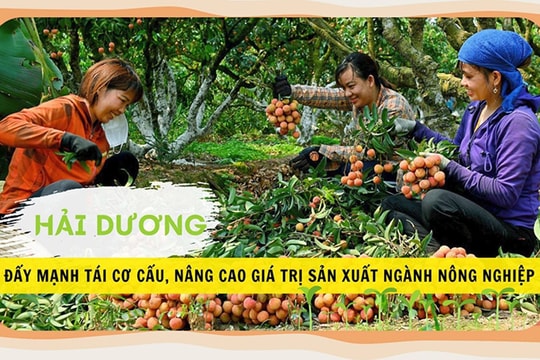 [Đồ họa] Hải Dương đẩy mạnh tái cơ cấu, nâng cao giá trị sản xuất ngành nông nghiệp