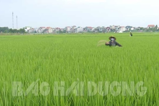 Sản xuất thử nghiệm 4 giống lúa mới