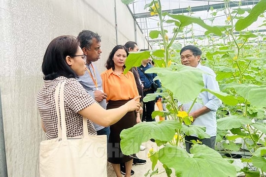 Hải Dương có 2 mô hình sản xuất nông nghiệp điển hình