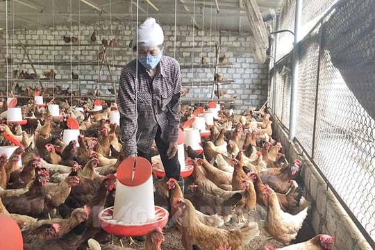 Phòng chống cúm gia cầm lây sang người