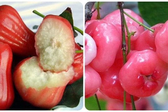 Quả roi có tác dụng gì?