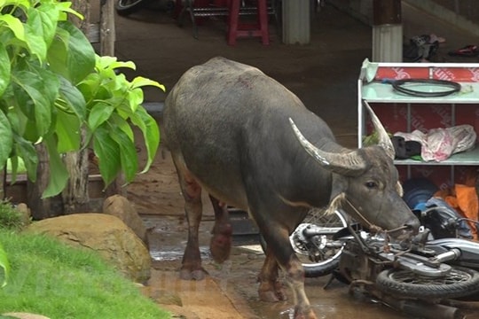 “Trâu điên” húc bị thương 5 người tại Bình Phước, phá hỏng nhiều tài sản