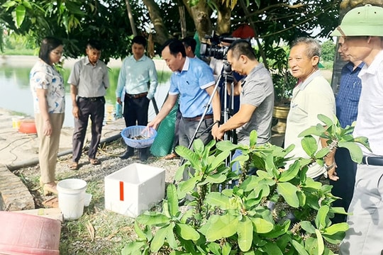 Cá chạch bùn cho lãi trên 220 triệu đồng/ha
