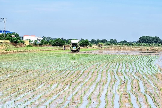 Ứng dụng mạ khay máy cấy hiệu quả nhưng khó nhân rộng