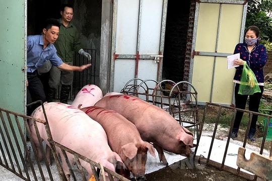 Giá lợn hơi cao nhất từ đầu năm đến nay