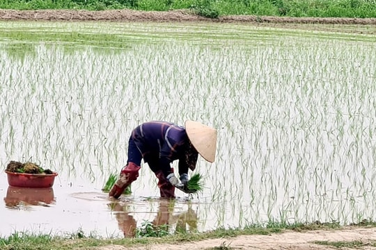 Hải Dương hoàn thành gieo cấy vụ mùa