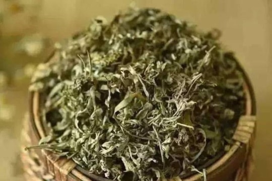 Vì sao lá ngải cứu phơi khô được ví như thần dược?