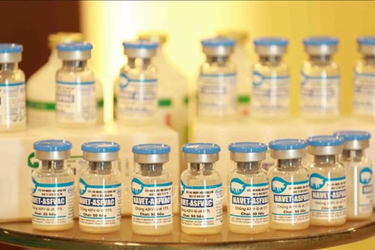 Vaccine dịch tả lợn châu Phi được phép sử dụng rộng rãi trên cả nước