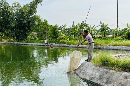 Cá chạch bùn dễ nuôi, lãi cao