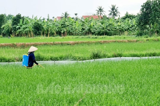 Tứ Kỳ có diện tích gieo cấy lúa hữu cơ nhiều nhất tỉnh