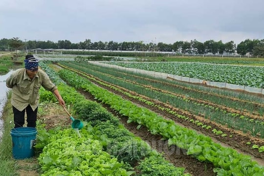 Rau hè thu tiêu thụ thuận lợi