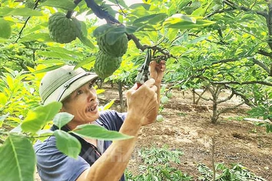 Na Chí Linh đầu mùa được giá