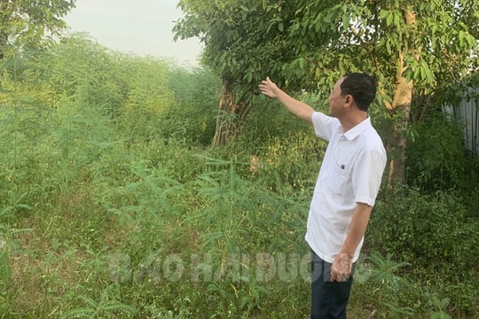 [Audio] Kim Thành đóng cửa, phủ xanh bãi rác