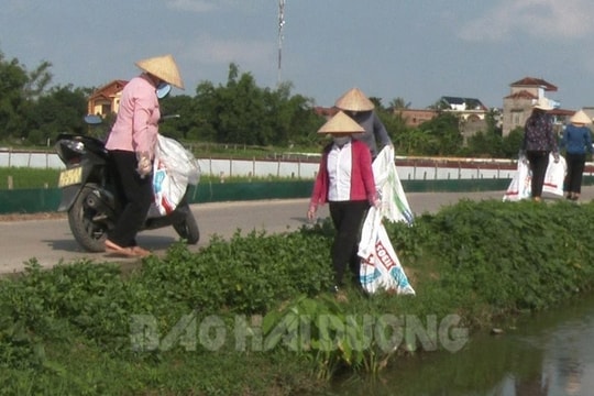 "Cánh đồng không rác thải" ở Tứ Kỳ
