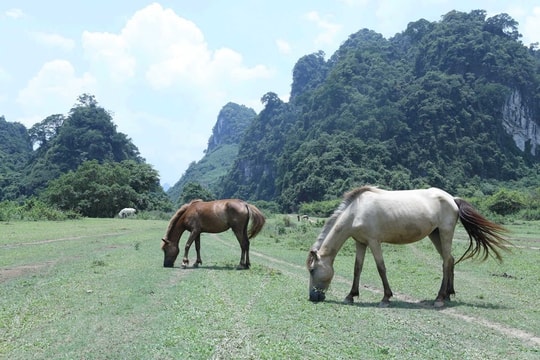 Bức tranh thiên nhiên xanh ngát trên thảo nguyên Đồng Lâm xứ Lạng