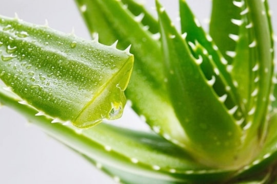 Lợi ích tuyệt vời của cây nha đam không phải ai cũng biết