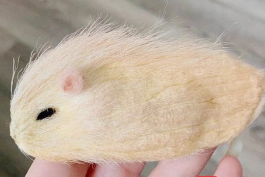 Giới trẻ Trung Quốc dùng hột xoài làm thú cưng