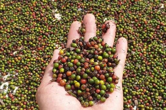 Cần thận trọng trong giao dịch khi lừa đảo thương mại quốc tế gia tăng
