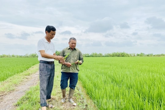 [Audio] Kiến Quốc xóa ruộng hoang