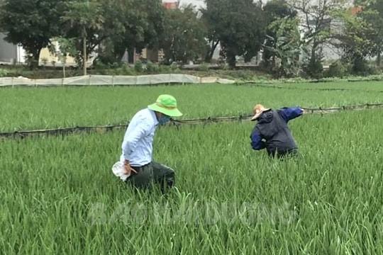 Phòng trừ sâu cuốn lá nhỏ