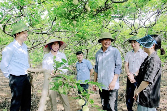 Để thương hiệu na Đông Triều vang xa