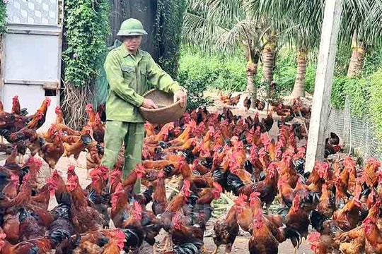 Gà trống J-Dabaco dễ nuôi, lãi cao