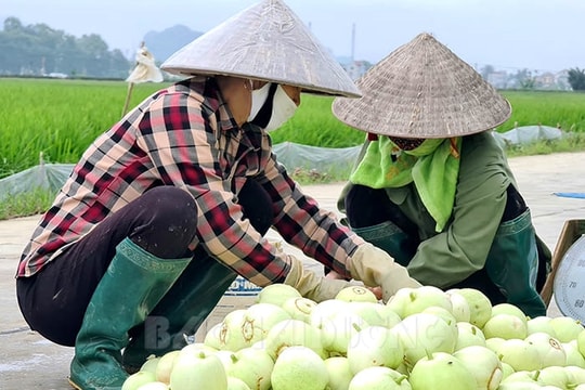 5 địa phương vượt kế hoạch trồng rau vụ hè thu