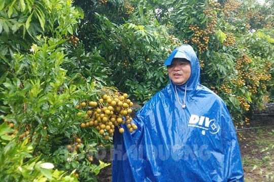 Hỗ trợ tiêu thụ nhãn Chí Linh