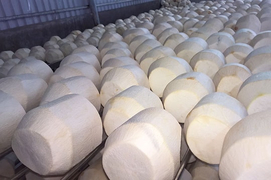 Vietnam gets green light to export fresh husked coconut to US