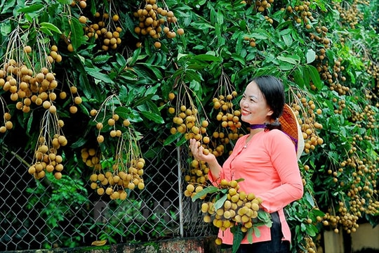 Nhãn Chí Linh vào vụ