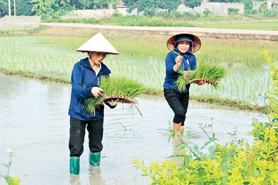 ​Bắc Giang nhân rộng những cánh đồng xanh