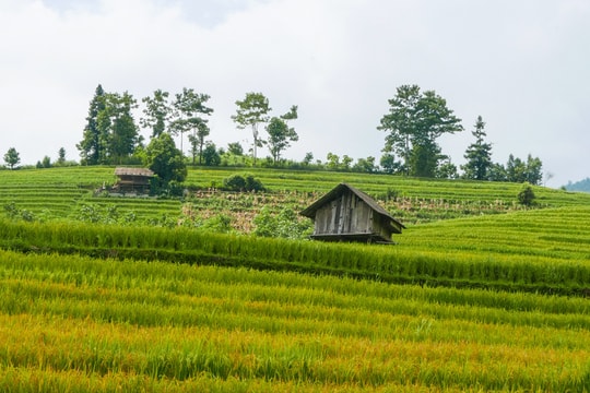 Sáu điểm ngắm mùa lúa chín sớm ở Sa Pa dịp 2.9