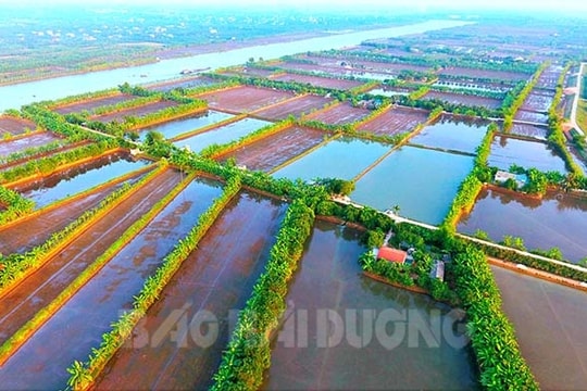 Hai Duong develops green agriculture