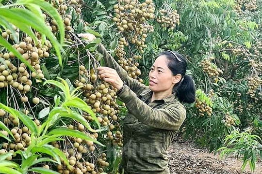 Thêm 7 mã số vùng trồng nhãn xuất khẩu