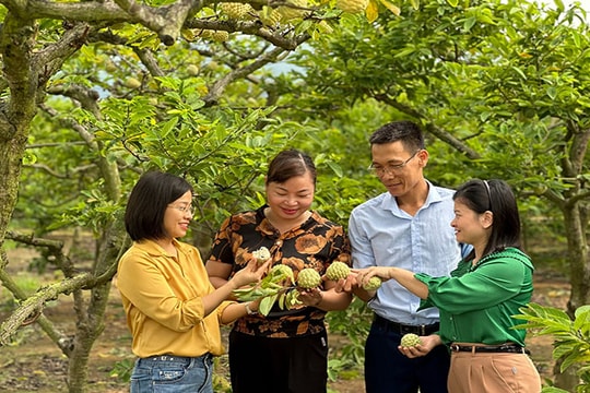 [Audio] Mùa na chín ở Chí Linh