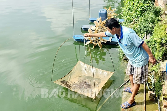 Xung quanh việc  nuôi tôm thẻ chân trắng